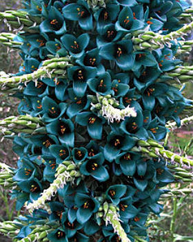 (image for) Puya \'Bromeliad Alpestris\' 10 Seeds